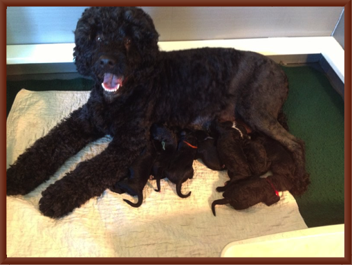 Sugar Pie's Pups at 1 Hour Old